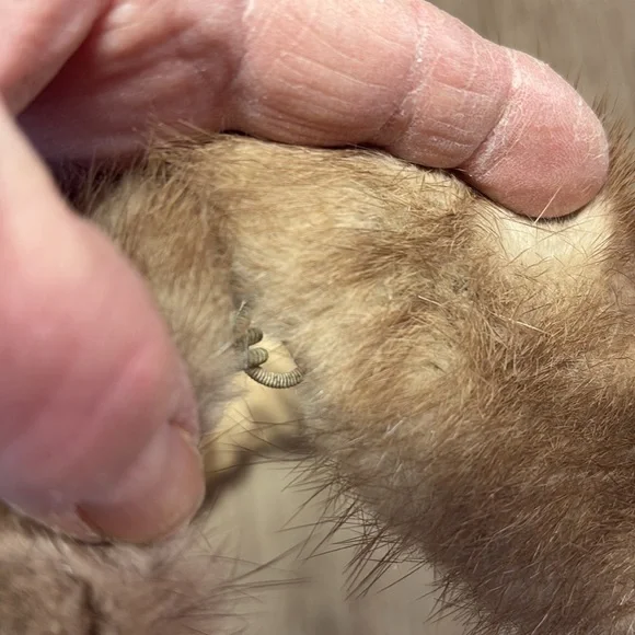 Vintage Mink Fur Collar - Picture 5 of 7